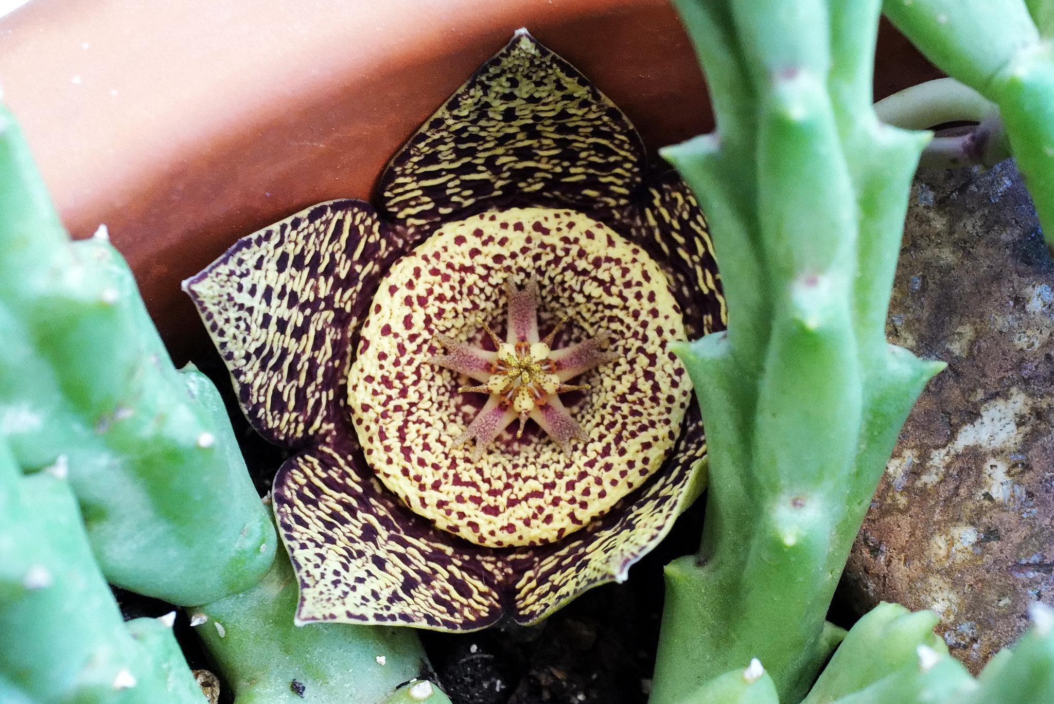 Orbea variegata