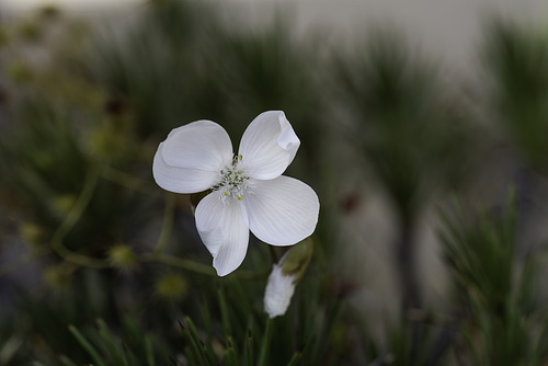 Drosera Menziesii: Flower enjoy a very rare view