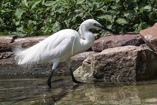 20140801 4558VRAw [D~E] (Seidenreiher (Egretta garzetta), Gruga-Park, Essen