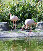 Flamingos