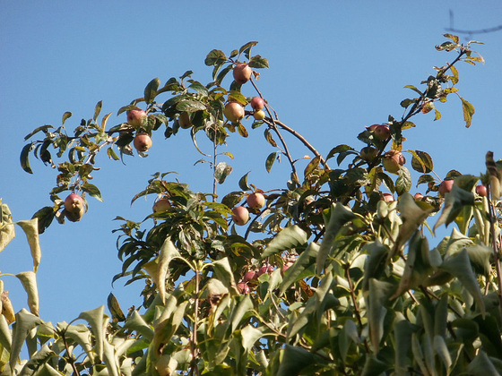 There are loads of apples on the tree