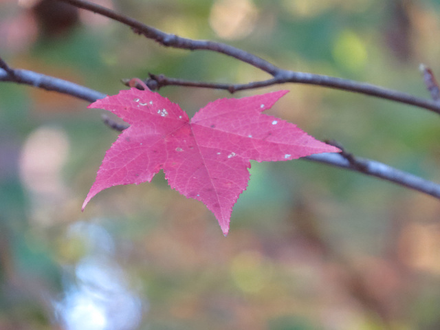 Sweet gum