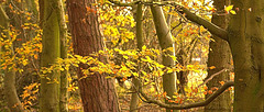 Sunset light blazing through Gosforth Wood