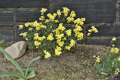 Mauerblümchen