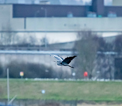 Heron in flight