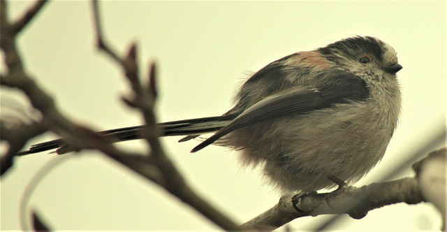 Long Tailed Tit Long Tailed Tit