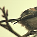 Long Tailed Tit