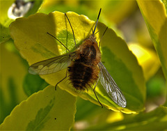 Bee Fly. Bombylius Major