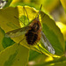 Bee Fly. Bombylius Major