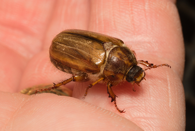 EF7A4108 Cockchafer