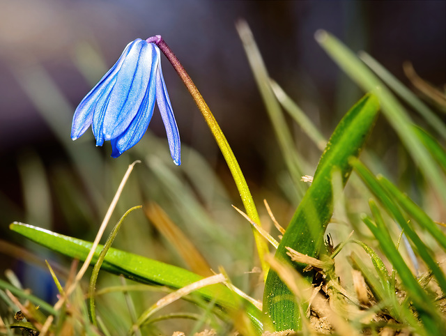 .........der Blaustern ist auch ein sehr schöner Hingucker................the squill is also a very nice eye-catcher................la scille est aussi un très joli accroche-regard.....