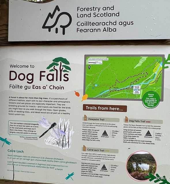 Dog Falls in Glen Affric