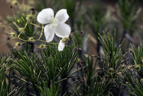 Drosera Menziesii: snaked over the orya constricta Churchill