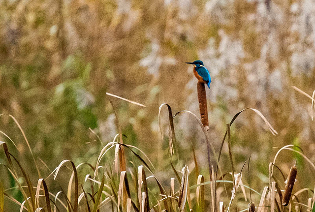 Kingfisher