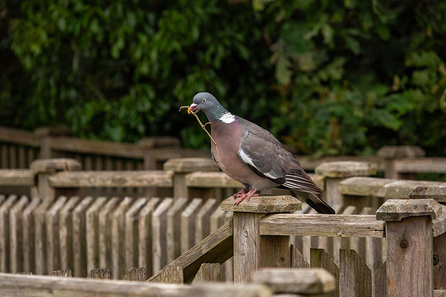 Wood pigeon