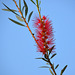 152/365 2025 Callistemon