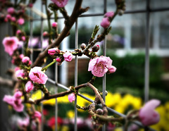 Espalier Peach Tree