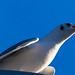 Black-Headed Gull (crop)