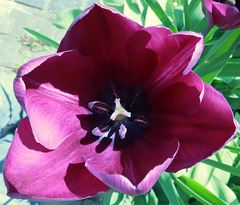 Tulip 'Recreado'
