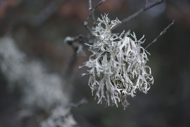 Usnea