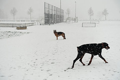 Pim en Fabio in de sneeuwstorm