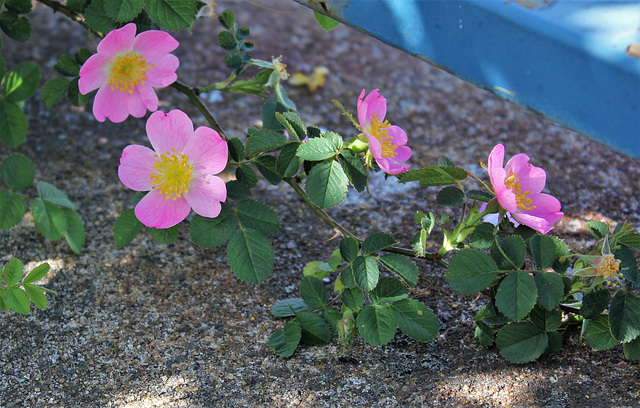 Rosa rubiginosa  (7)