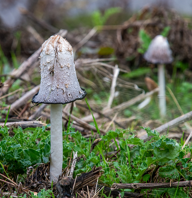 Shaggy inkcap