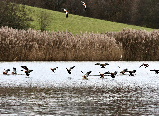 Landung nach dem Flug (Rostgänse)