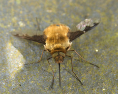 Bee Fly. Bombylius Major