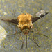 Bee Fly. Bombylius Major