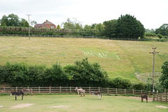 Sidmouth Donkey Sanctuary