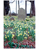daffodil tombs