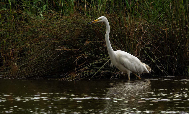 Great white egret