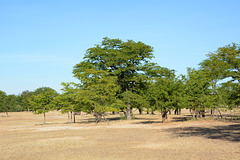 Zambia, Savannah Landscape in Mosi-oa-Tunya National Park