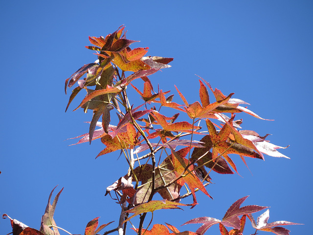 Sweet gum