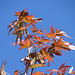 Sweet gum