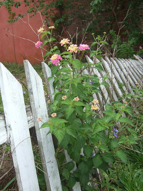 Village Wildflowers