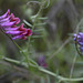 Vicia benghalensis, Ervilhaca purpurea