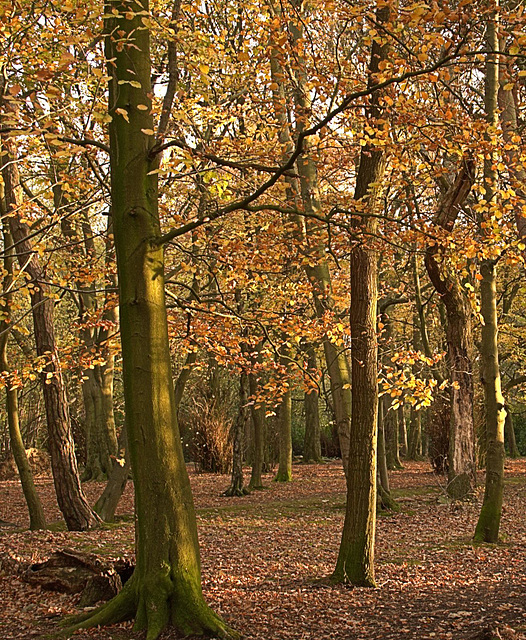 Sunset light blazing through Gosforth Wood