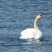 Swan and Geese