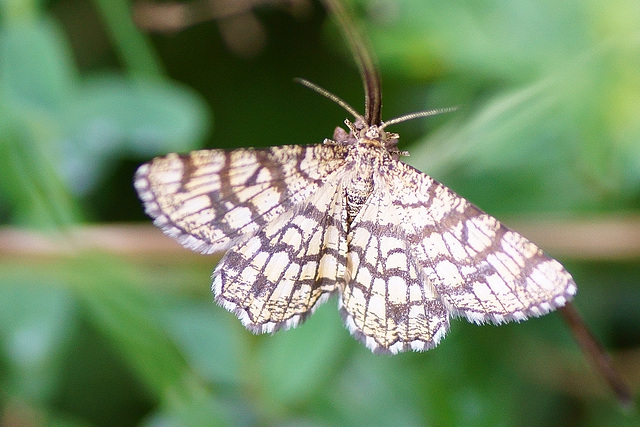 Gitterspanner (Chiasmia clatharata)