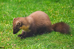 Pine Marten at close range.