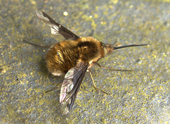 Bee Fly. Bombylius Major