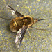 Bee Fly. Bombylius Major