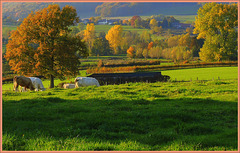 Autumn in South Limbourgh  NL