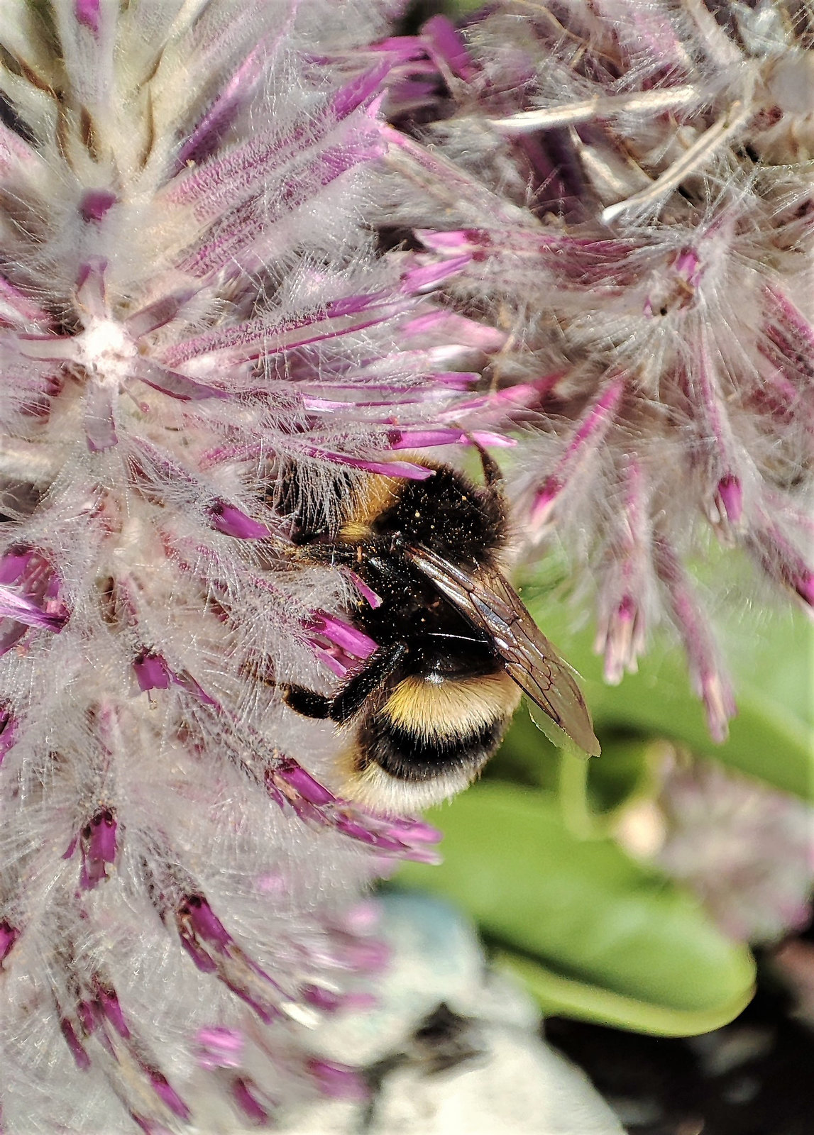 Federbusch mit Hummel