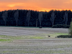 Roe deer grazing at sunset
