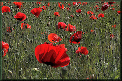 Papaver rhoeas - Klatschmohn