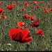 Papaver rhoeas - Klatschmohn