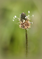 Fleur de plantain